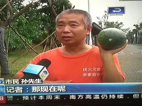 河北石家庄吃瓜群众事件,网络舆论的风暴与反思