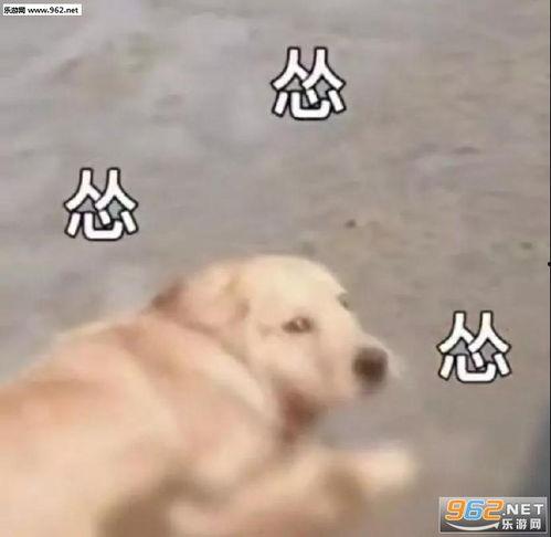 狗子吃瓜群众表情包,揭秘网络表情包背后的趣味与智慧