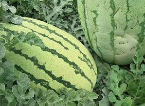 铁观音吃瓜群众,吃瓜群众品鉴茶韵人生