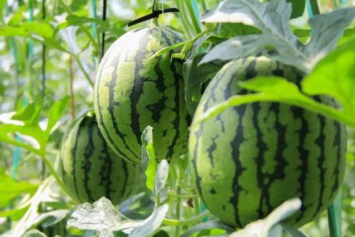 西瓜里的吃瓜群众