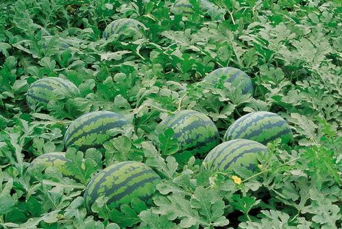 吃瓜群众素材绿幕下载,揭秘吃瓜群众的素材奥秘