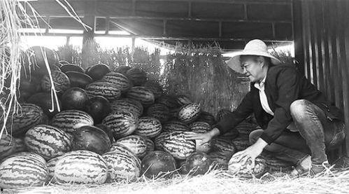 雄县吃瓜群众事件始末,一场网络舆论的风波与反思