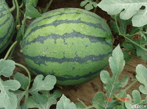 吃瓜群众看不到高光,吃瓜群众视角下的高光幕后