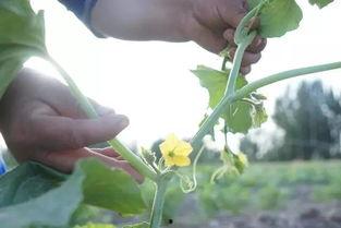 吃瓜群众幺蛾子视频,揭秘“吃瓜群众幺蛾子”视频背后的惊人真相