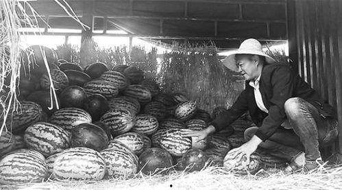 吃瓜群众装卸工